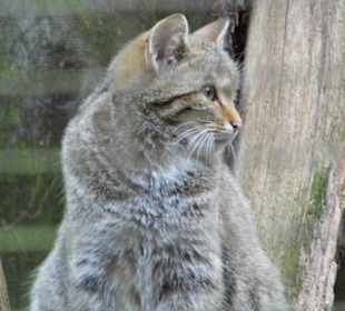 Wildparkimpressionen