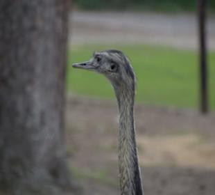 Naturwildpark Granat