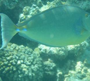 Schnorcheln Hurghada