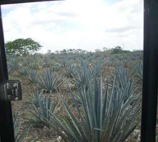 Blick auf die Agavenfelder