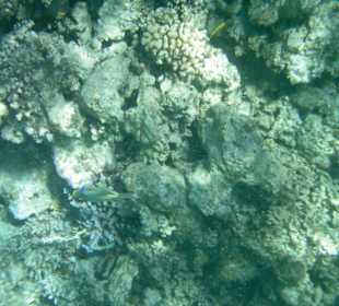 Schnorchelausflug im Roten Meer