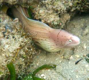 Schnorcheln Marsa Alam