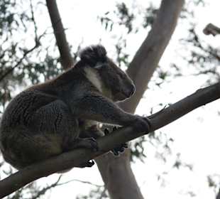 Tierbeobachtung im Otway NP