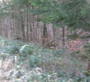 Ochsenweiher Rundweg