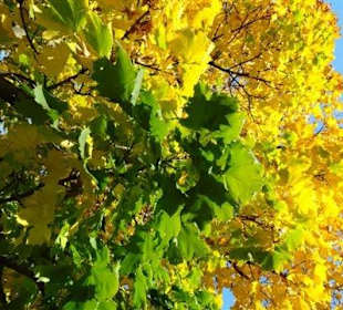 Die Natur in den prächtigsten Farben