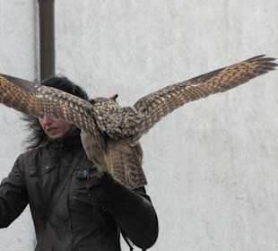 Flugshow Falkenhof Augustusburg