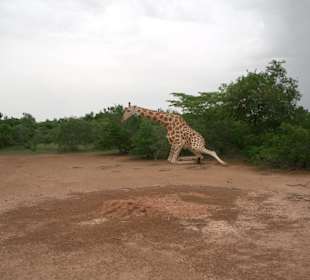 Kouré Giraffenreservat