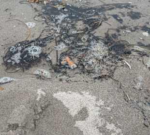 Strand in Zingst mit Treibgut 