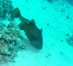 Großer Drückerfisch