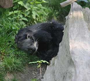 ZOOM Erlebniswelt Gelsenkirchen