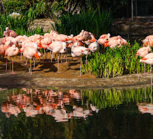 San Diego Zoo