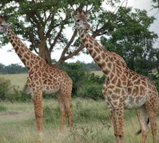 Giraffen