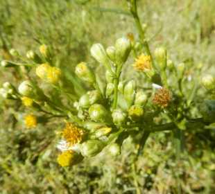Salzwiesenlehrpfad/Pflanzen