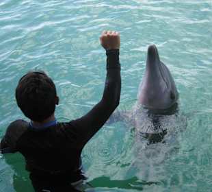 Trainer mit Dephin