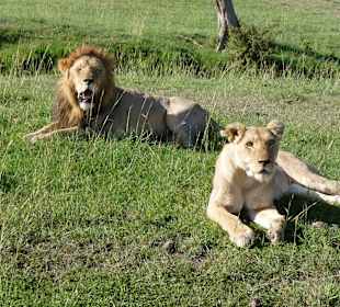 Safari Löwenpaar