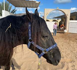 „Black Beauty“ Urlaub 2025