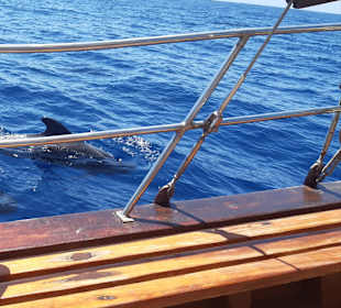 Whale Watching Costa Adeje
