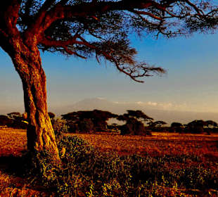 Blick auf den Kilimanjaro