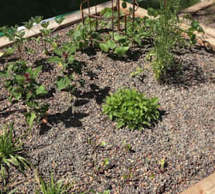 Botanischer Garten der Universität Zürich