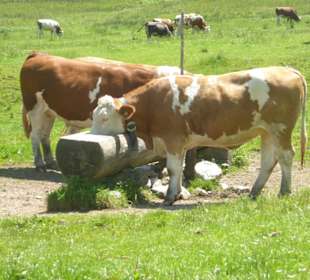 Valepper-Almen-Rundwanderung