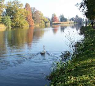 Einsamer Schwan  im Park