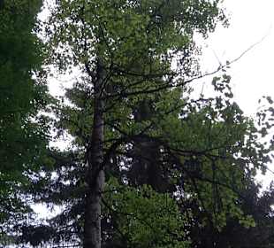 Waldlehrpfad in Tieringen
