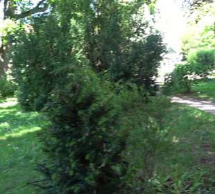 Schneidt'scher Garten