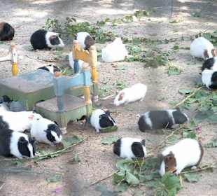 Botanischer Garten & Zoo