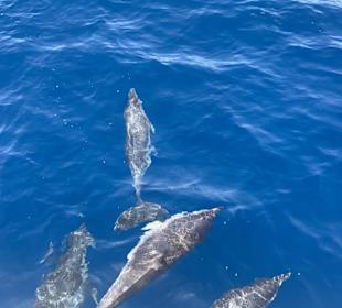 Delfintour Morro Jable