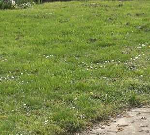 Rosengarten Offenburg