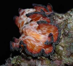 Nadelstreifen Strudelwurm