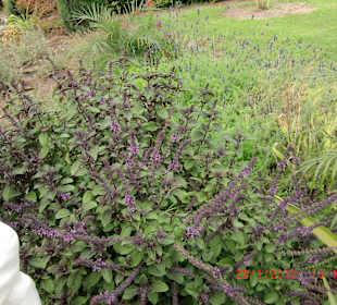 Kibbutz Shaar Hagolan