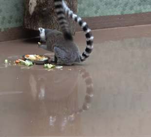 Tierpark Hellabrunn - Welt der Affen