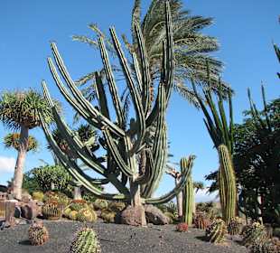 Jardin Botanico de Cactus im Oasispark