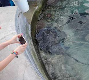 Ausflug: Hai- und Rochenfütterung