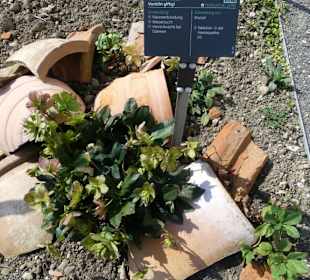 Erläuterungen der Kräuter