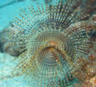 "Holidays and more" - Tauchen in Chalkidiki
