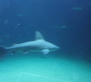 Aquarium / Oceanongrafic