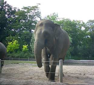 Offene Gehege vei Hagenbeck