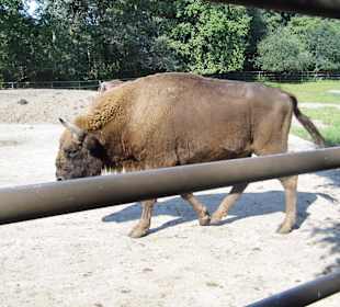 WildparkImpression September 2013