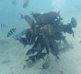 Schnorcheln Bamburi Beach