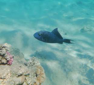 Schnorcheln Makadi Bay