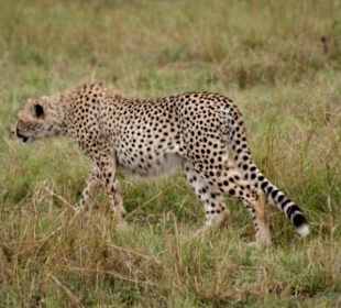 Geparden Familie Masai Mara