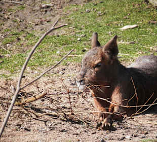ZOO Jihlava