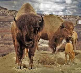 Rundgang durch die Indianer-Ausstellung