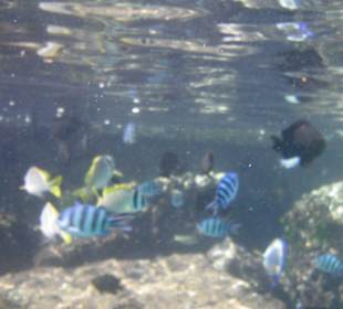 Schnorcheln im Hoteleigenen Riff