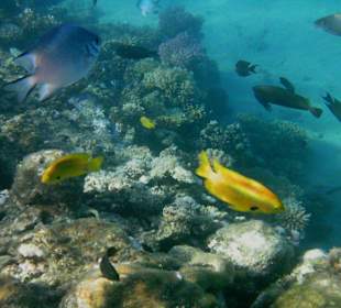 Ein buntes Treiben unter Wasser