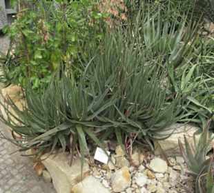 Wüstenpflanzen -  Alter Botanischer Garten