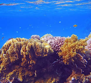 Schnorcheln am Hausriff