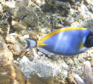 Blauer großer Fisch